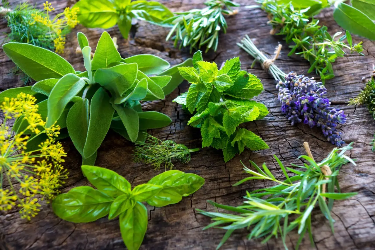 5 errori da evitare quando conservi le erbe aromatiche fresche in frigorifero 5 errori da evitare quando conservi le erbe aromatiche fresche in frigorifero