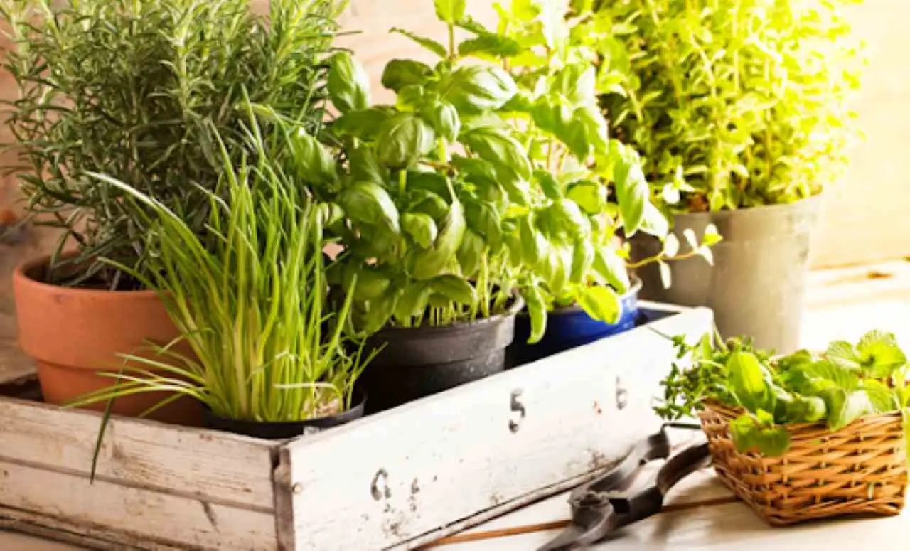 5 strategie per mantenere le erbe aromatiche profumate più a lungo secondo Altroconsumo 5 strategie per mantenere le erbe aromatiche profumate più a lungo secondo Altroconsumo